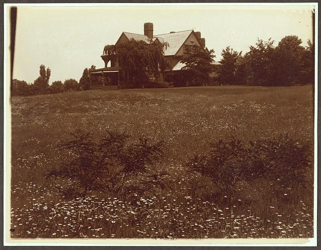 Photograph showing house surrounded by field of daisies at Sagamore Hill. 1904